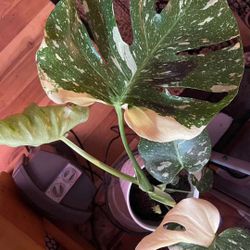 Beautiful Variegated Monstera Deliciosa 