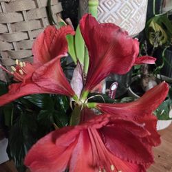 $12 Each Beautiful Plant 