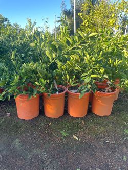 5 Gallon Size -  Tangerine Trees- Orange Trees- Lemon Trees- Lime Trees- Grapefruit
