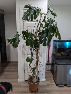 Large Monstera