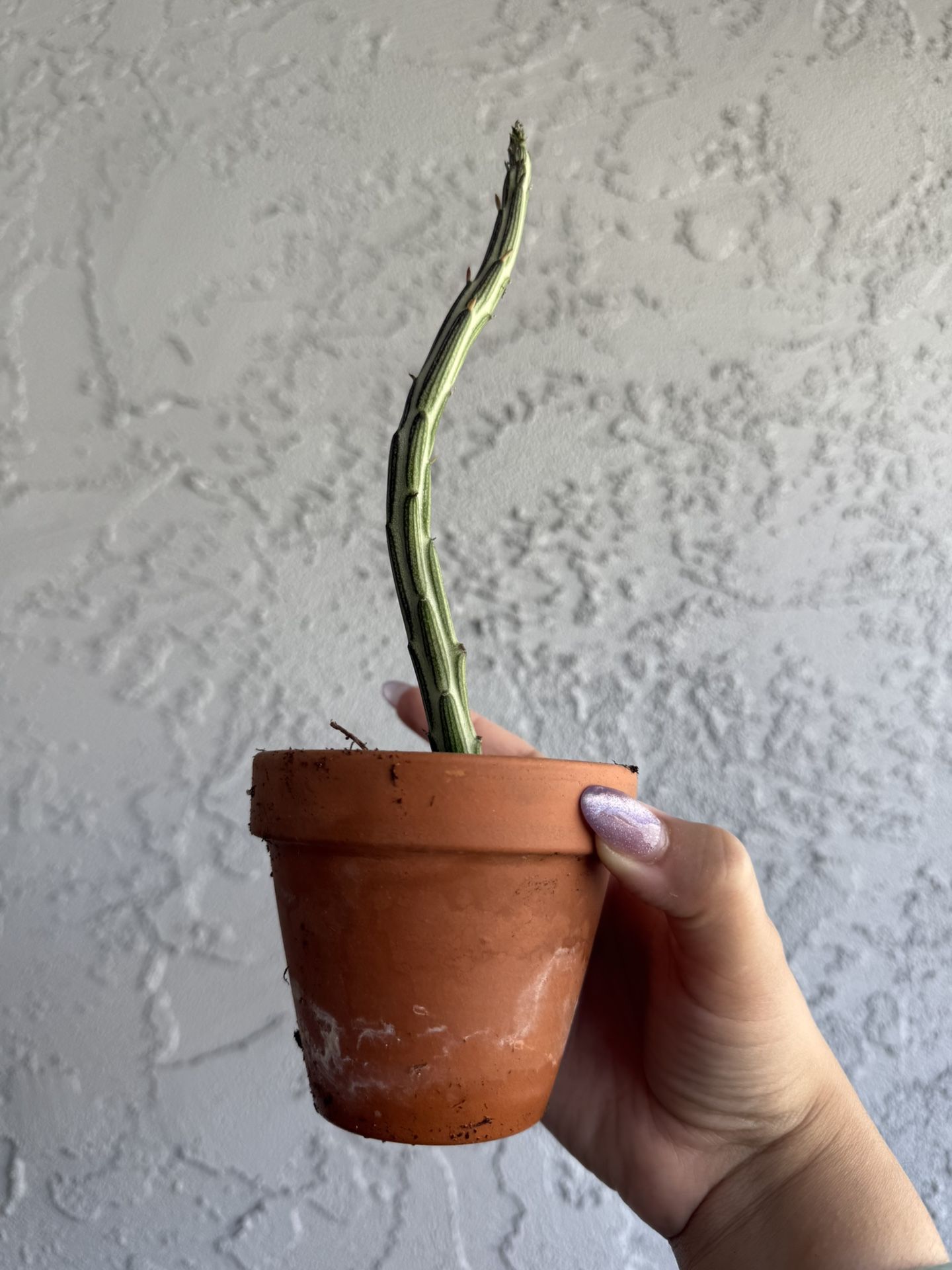 Inch Worm Succulent