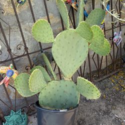 nopales