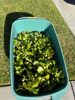 Pond Plants