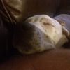Scott