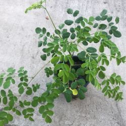 Malunggay/ Maringa