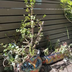 Set Of Beautiful Plants