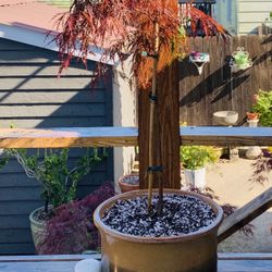 Live outdoor Japanese Maple Crimson Queen Laceleaf tree plant in a ceramic planter flower pot—firm price