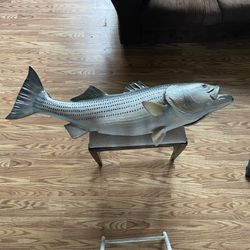 🎣 Replica Mounted Striped Bass – 35lb Brazos River Catch 🐟