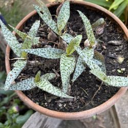 Giraffe plant 🦒