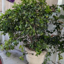 Boston Tree Plant 