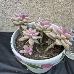 Mother Of Pearl Succulent Plant