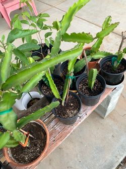 Dragon fruit plants