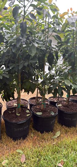 Crafted avocado tree super hass 15-g. Árbol ingerto de aguacate hass 15-g