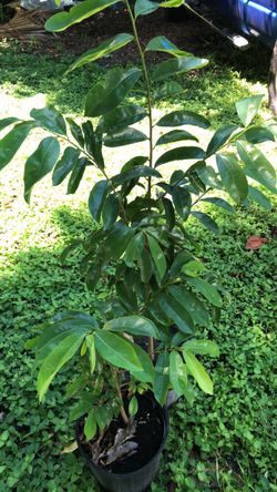 Soursop trees, almond, moringa & mangos/ Plantas de Guanabana, almendra, moringa & mango for sale!