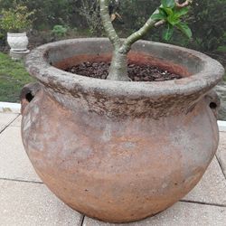 Huge Desert Rose With Huge Pot In Weeki Wachee Spring Hill