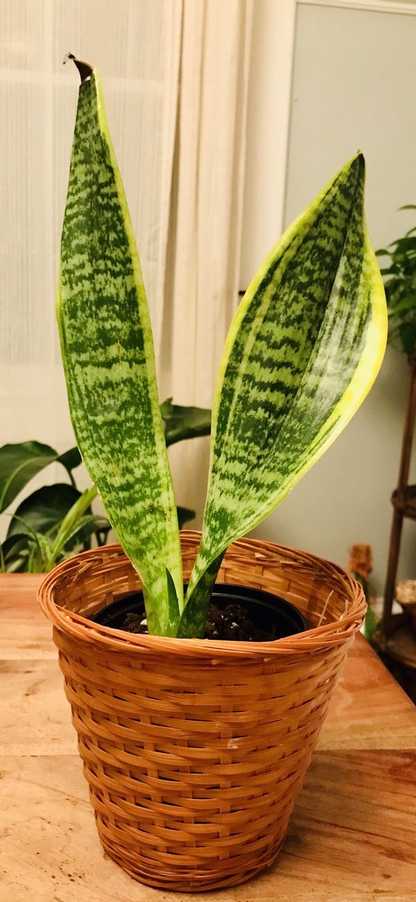 Snake plant in boho rattan basket for Sale in Norfolk, VA OfferUp
