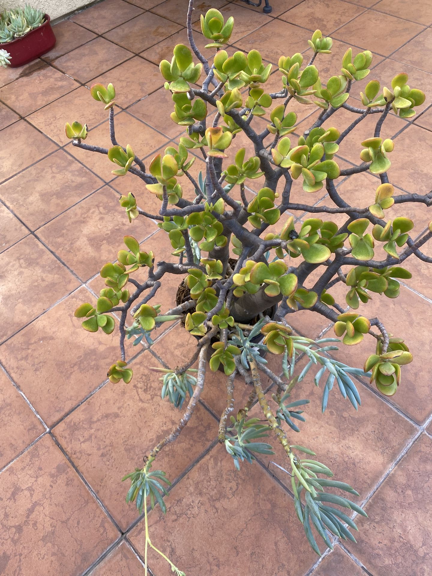 Succulent Plants