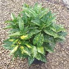 Acuba Japanese Laurel Bushes Plants 