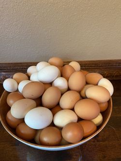 Organic eggs for sale