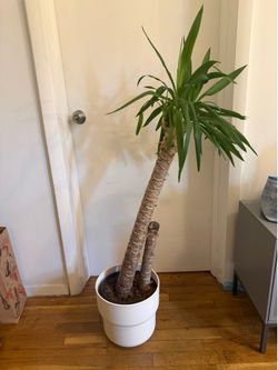 Yucca Plant – Beautiful Indoor Potted Tree