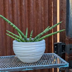 Starfish Succulent Plant In Pot