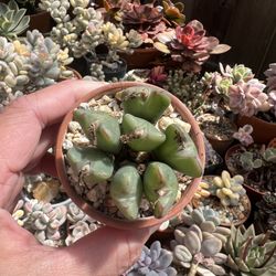 Conophytum Bilobum Succulent