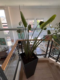 Large Bird of Paradise Plant in Modern Black Planter