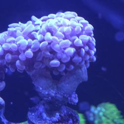 Decorative Pink Hammer