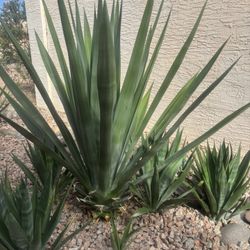 Agave Plants 