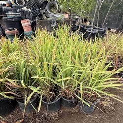 Lemon Grass Plant’s for Sale🍋🌾🪴$10.00Each!! / Te de limon en venta🍋🪴🌾