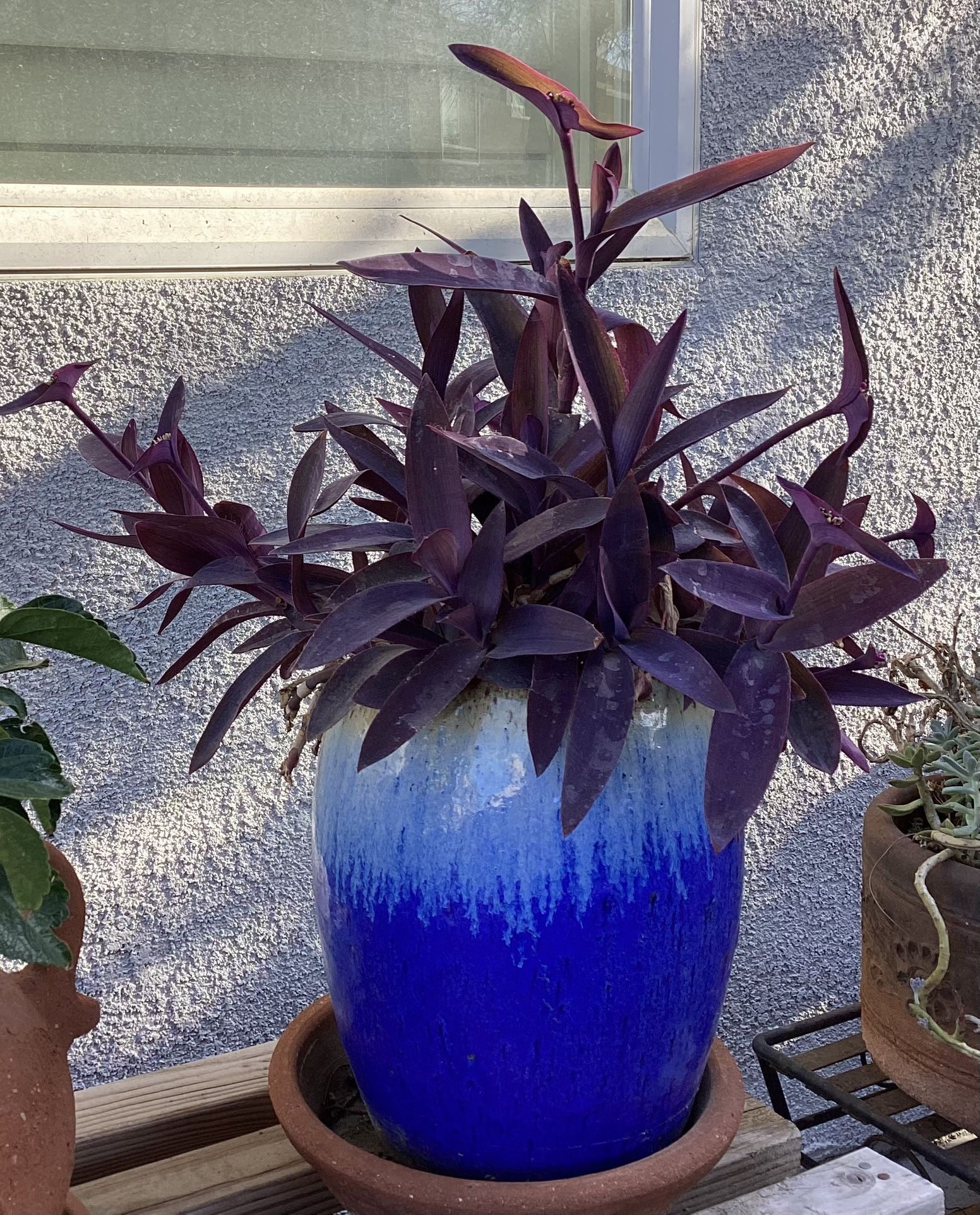 Purple Heart Succulent