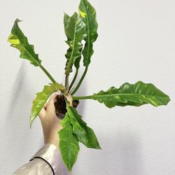 philodendron Ring Of Fire Plant