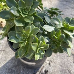 Plant Succulent