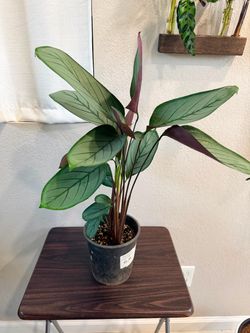 Ctenanthe setosa “grey star” low maintenance