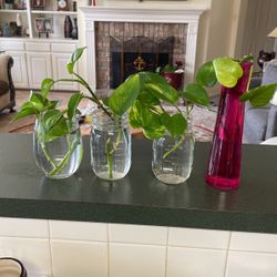 Real Beautiful Ivey Plants