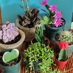 PlaNts, The Gift that Keeps On Giving 🌺