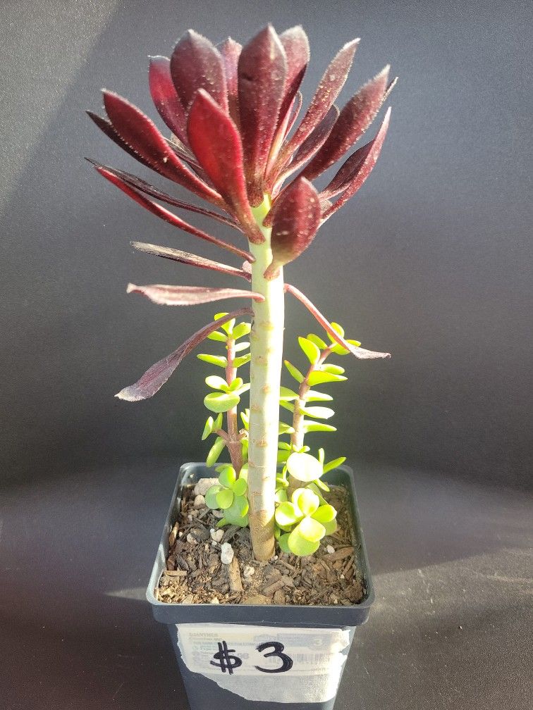 2 Types Of Succulents In One Pot