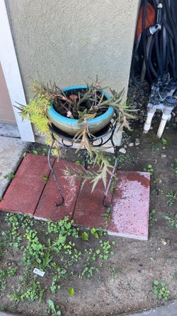 Plant and Stand