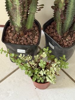 🌿—a symbol of prosperity ❤️Jade Elephant bush👉PLS READ DESCRIPTION❤️