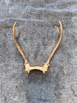 Real Whitetail Deer Antler Rack Skull Plate 11” Rustic Taxidermy Oddity Decor
