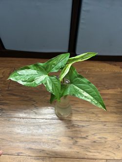 Syngonium podophyllum 'Albo Variegata'