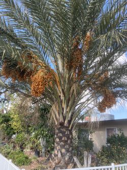 Date Palm
