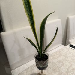 Snake Plant In Wine Glass 