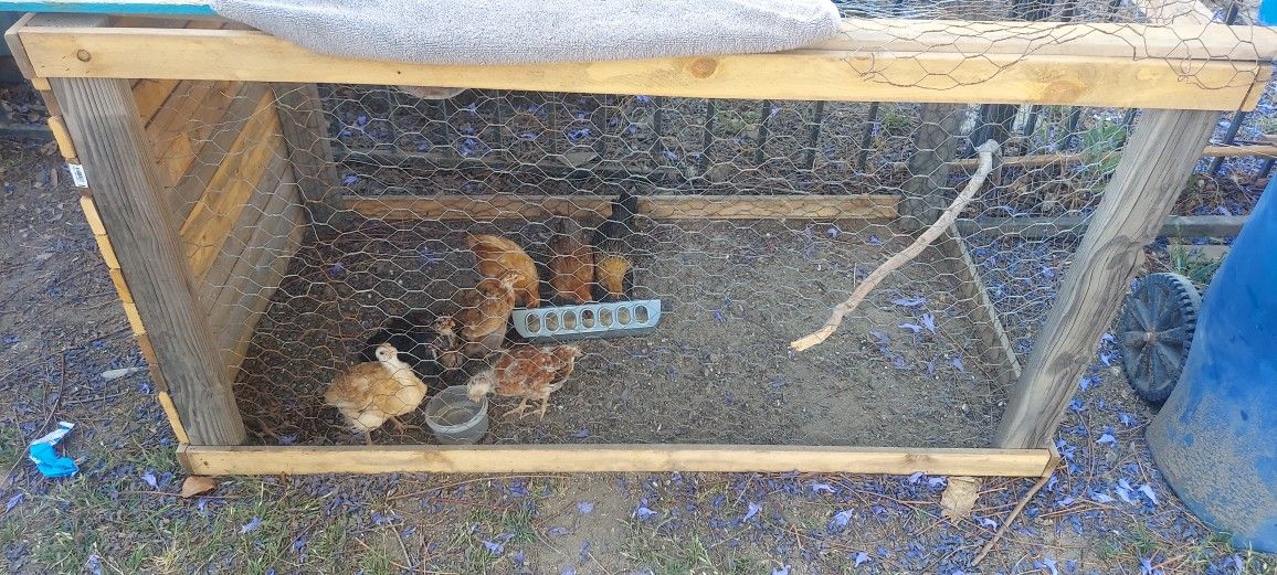 Cage For Sale🐤