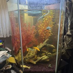 Fish Tank 