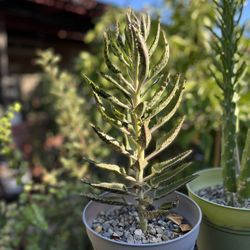 Mother Of Thousands Succulent 