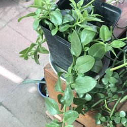 Planta de rocioflorea rosita cubeta de un galon