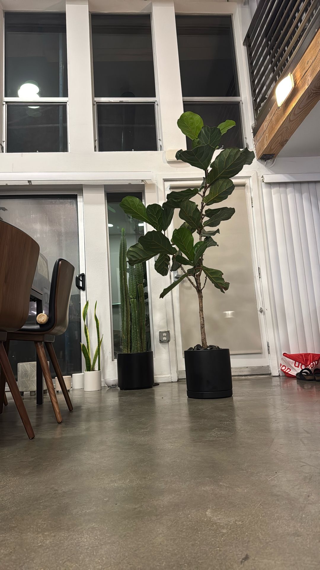 Fiddle leaf fig Plant + Pot