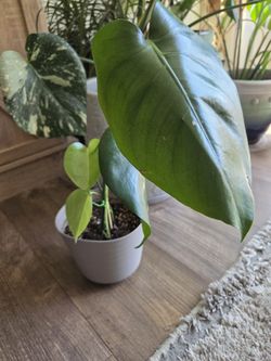 Monstera Deliciosa