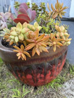 Beautiful Large Clay Pot With Succulents $80